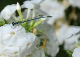 Baby dragonfly 